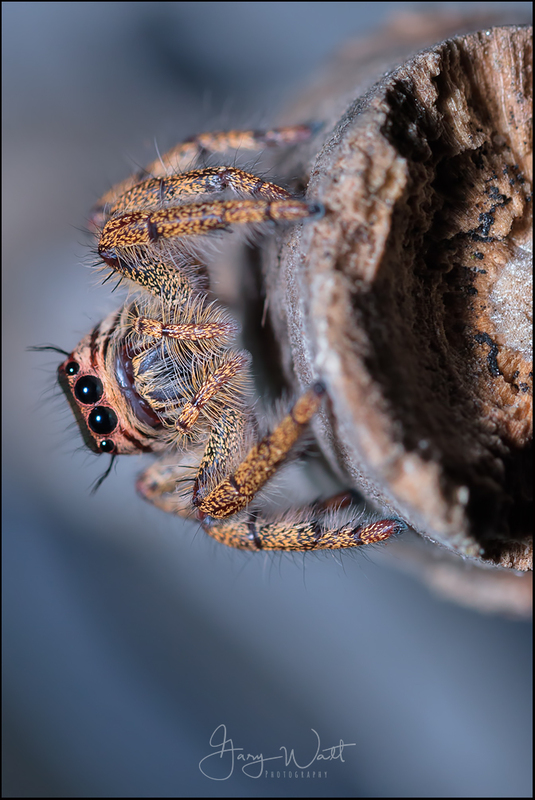 spider.jpg :: Jumping Spider, Aberdeenshire, Scotland.