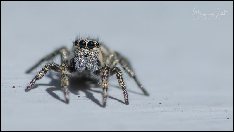 spider2120920.jpg :: Jumping Spider, Aberdeen, Scotland