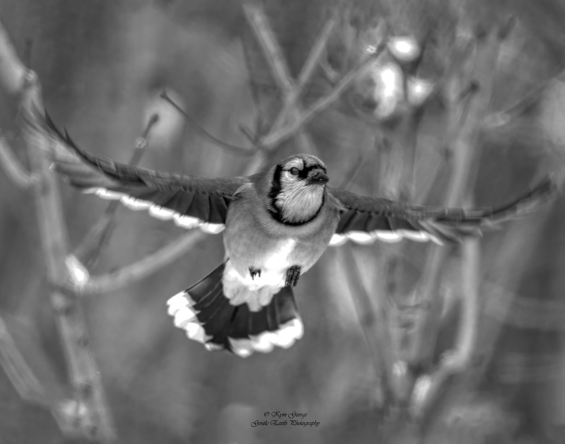0H4A0142-Edit.jpg