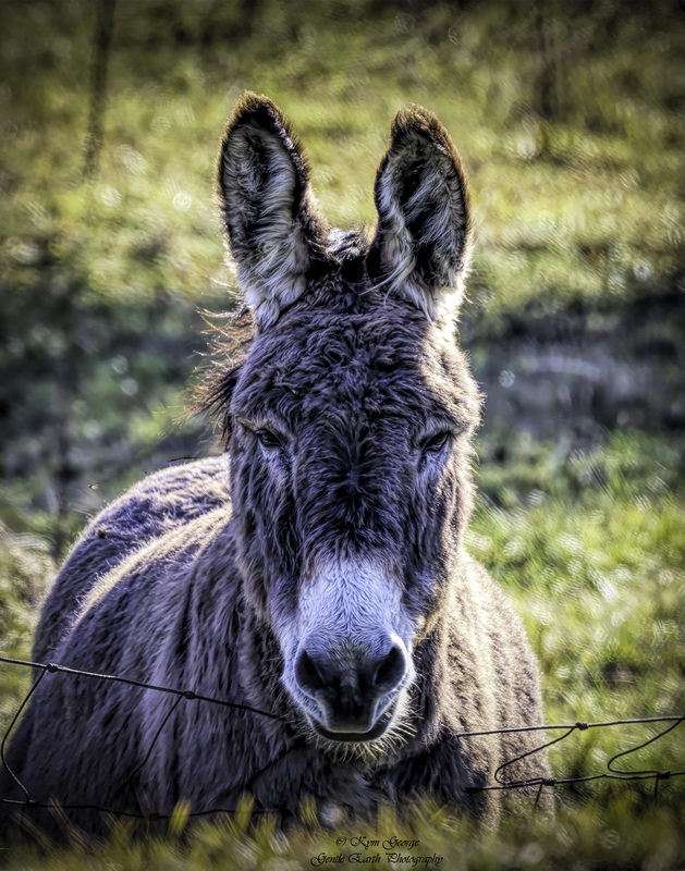 0H4A0632-Edit1.jpg