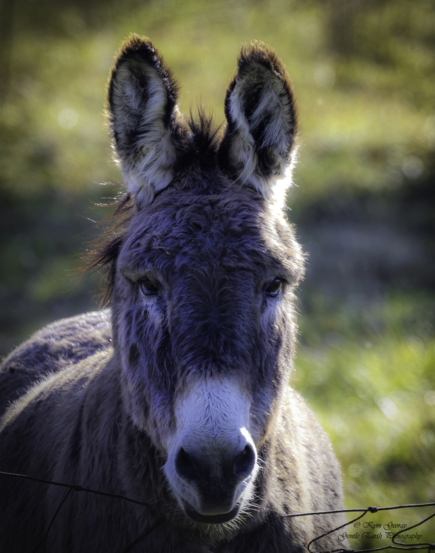 0H4A0637-Edit(1).jpg