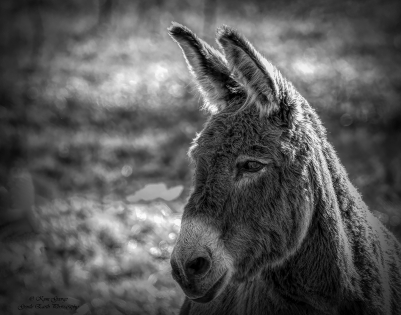 0H4A0641-Edit(2).jpg