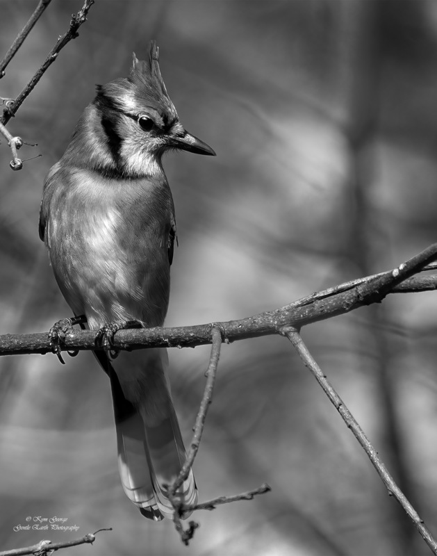 0H4A0762-Edit.jpg