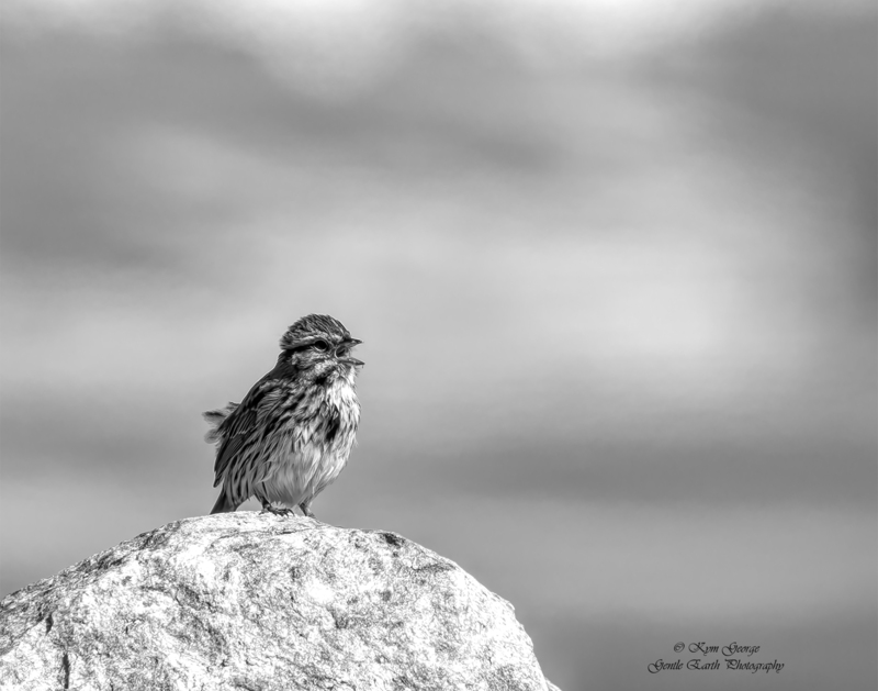 0H4A0917-Edit.jpg