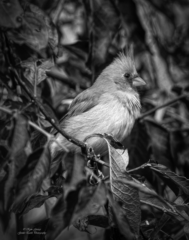 0H4A0954-Edit(3).jpg
