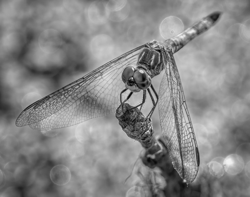 0H4A0993(1).jpg