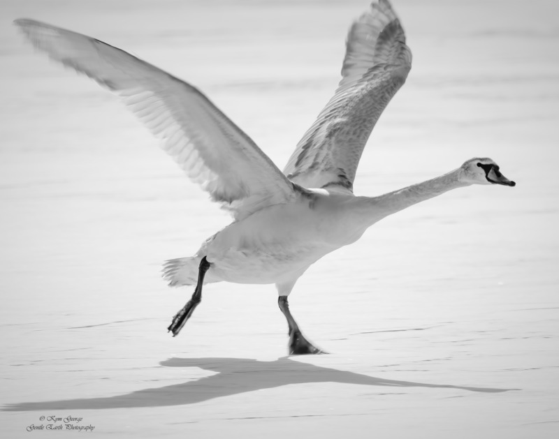0H4A1154-Edit.jpg