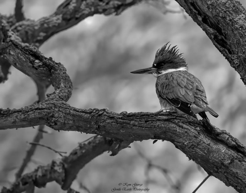 0H4A1600-Edit.jpg