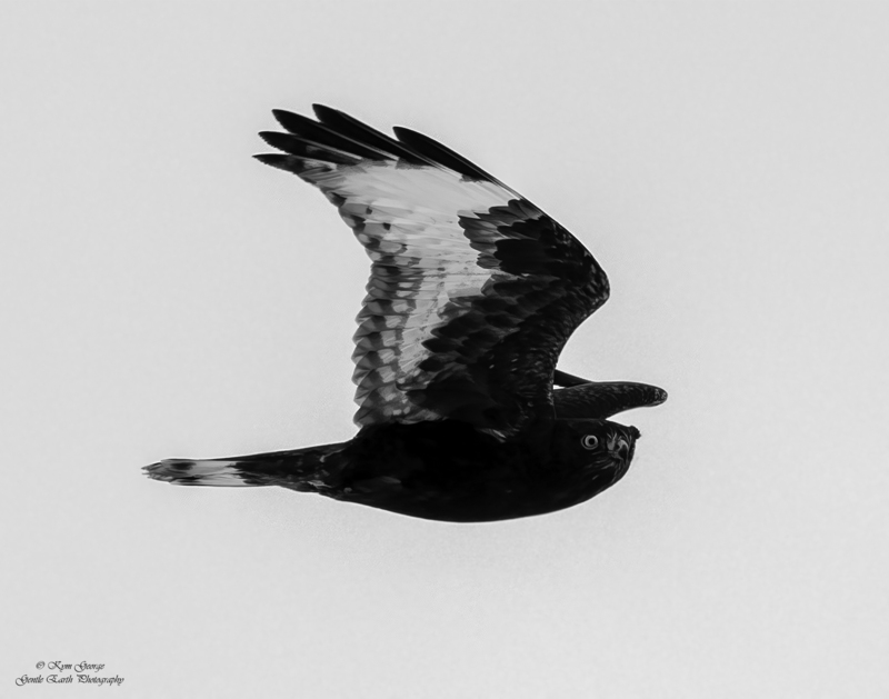 0H4A2169-Edit(1).jpg