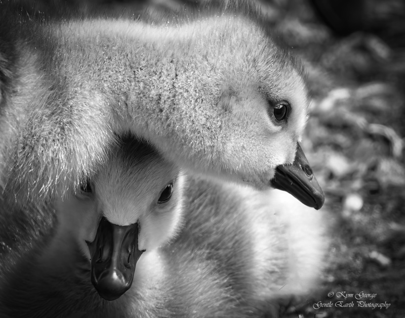 0H4A2199-Edit.jpg