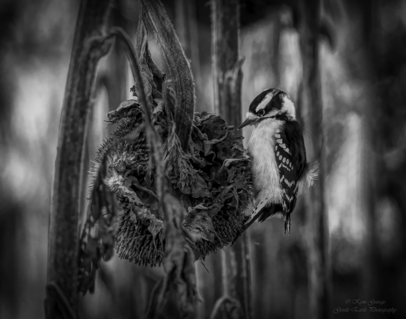 0H4A2204-Edit(1).jpg