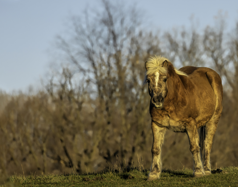 0H4A2225-Edit.jpg