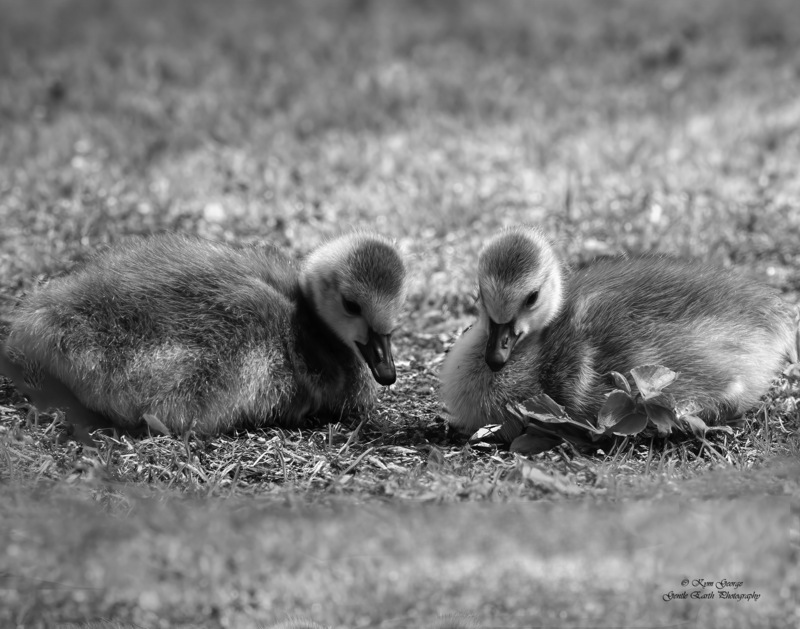 0H4A2251-Edit(1).jpg