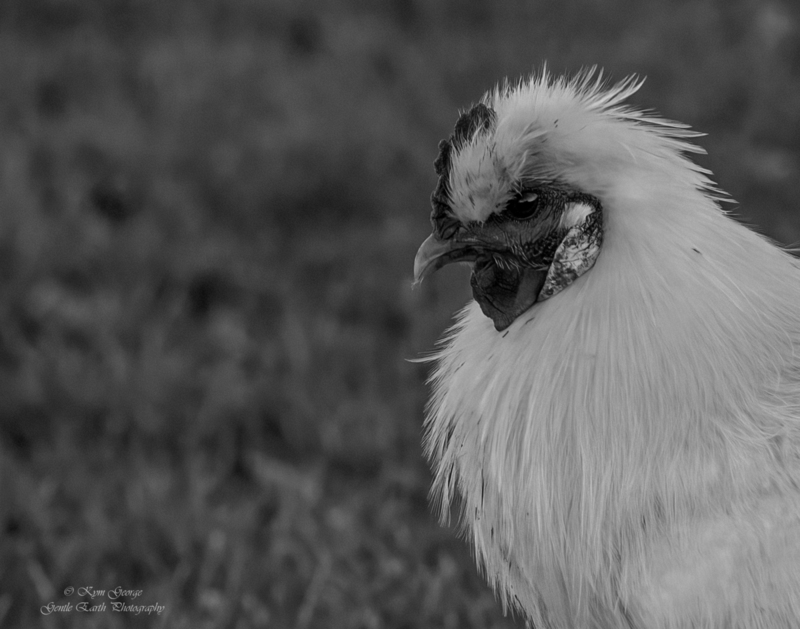 0H4A2260-Edit1(1).jpg