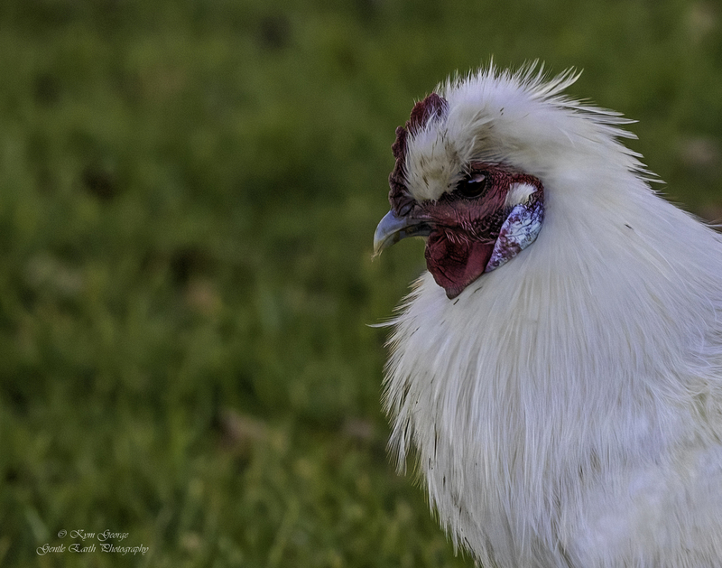 0H4A2260-Edit1.jpg