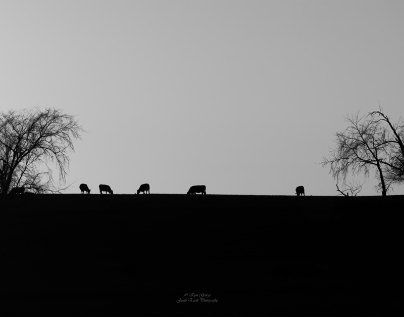 0H4A2305-Edit(3).jpg
