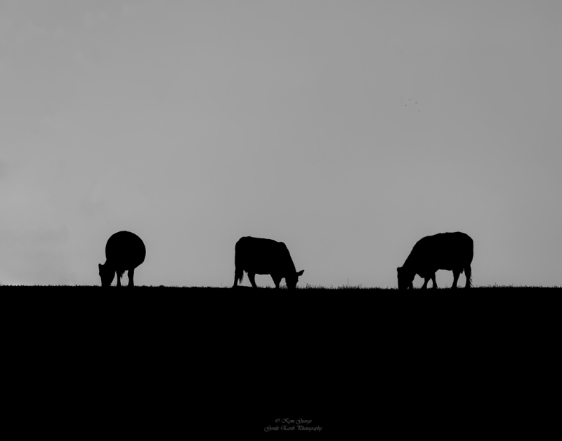 0H4A2309-Edit(2).jpg