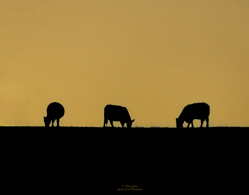0H4A2309-Edit.jpg