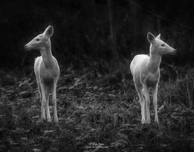0H4A2352-Edit.jpg