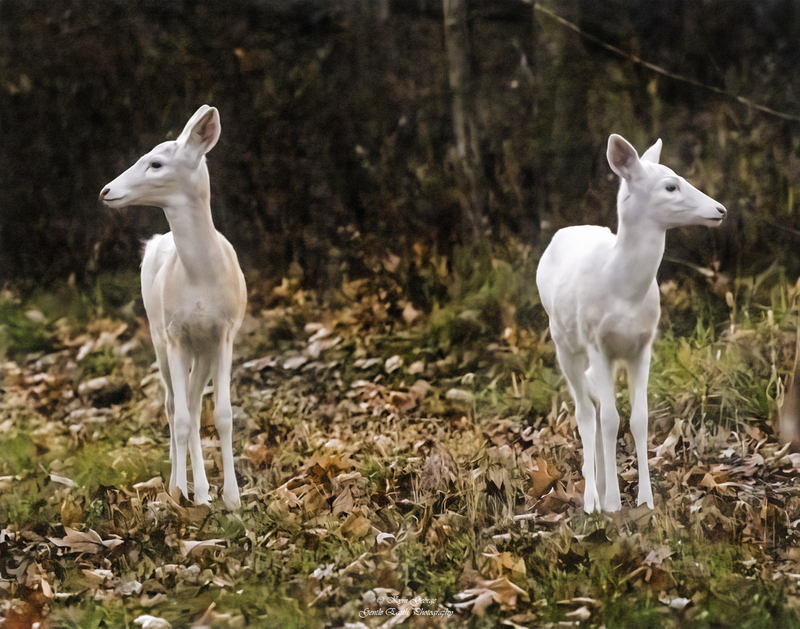 0H4A2352-Edit1.jpg
