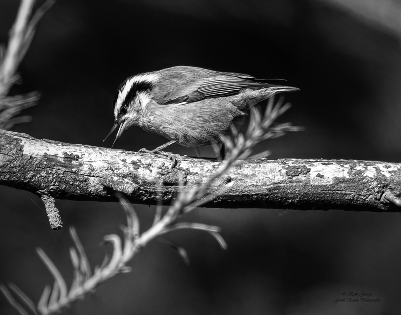 0H4A2996-Edit(1).jpg