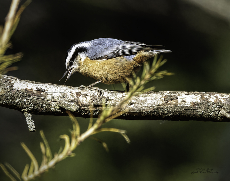 0H4A2996-Edit.jpg