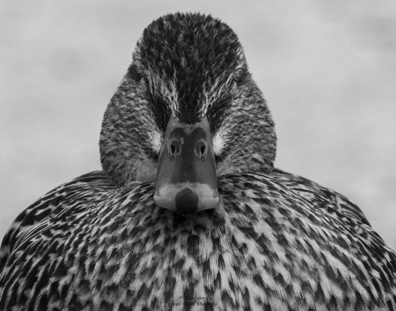 0H4A3010-2-Edit.jpg