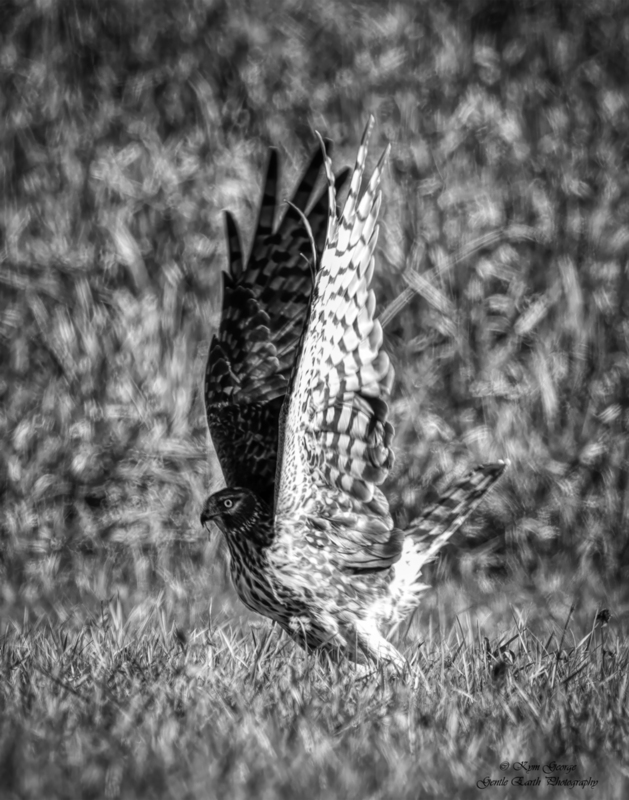 0H4A3074-Edit(1).jpg