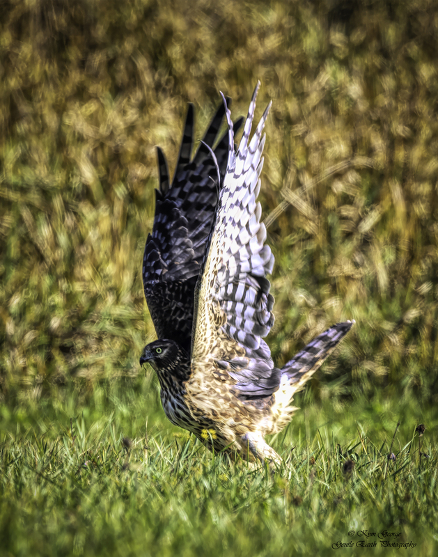 0H4A3074-Edit.jpg