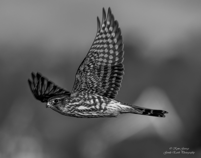 0H4A3358-Edit.jpg