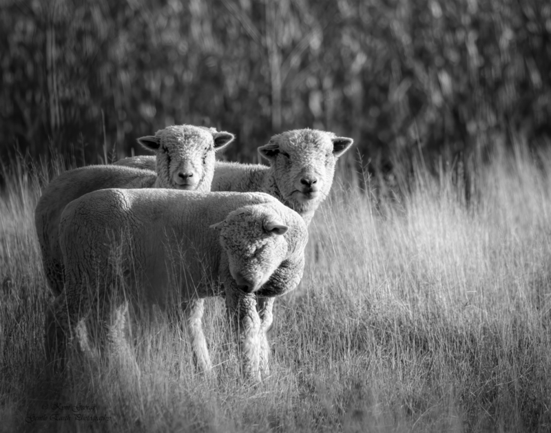 0H4A3707-Edit(1).jpg