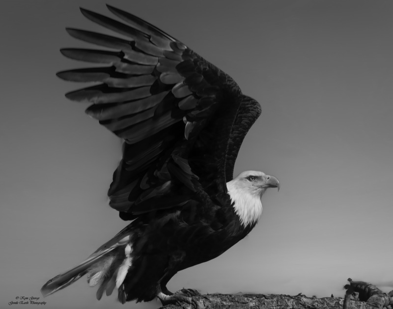 0H4A3900-Edit.jpg