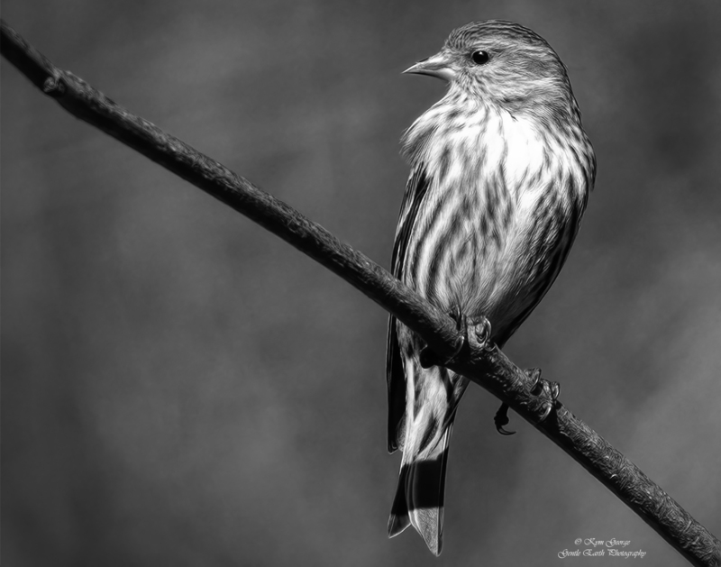 0H4A4034-Edit.jpg