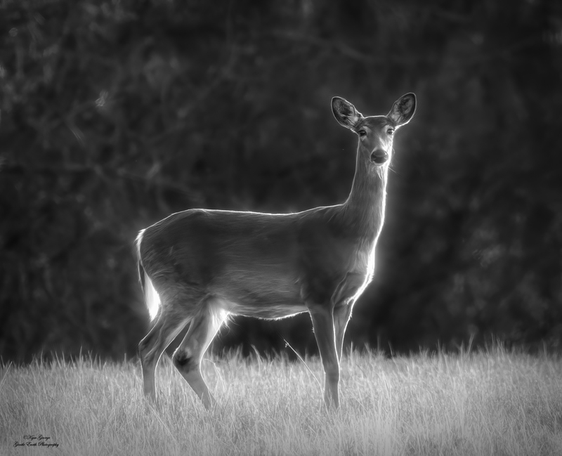 0H4A4240-Edit(1).jpg