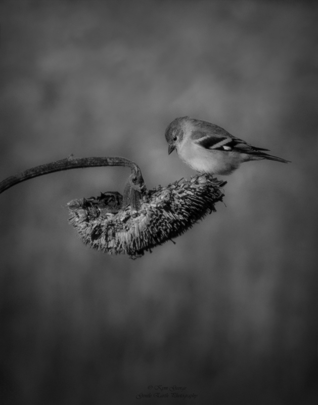 0H4A4240-Edit(2).jpg