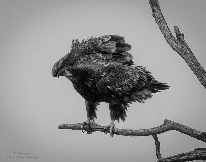 0H4A5441-Edit.jpg