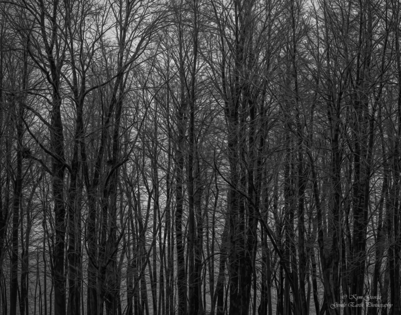 0H4A6520-Edit(1).jpg
