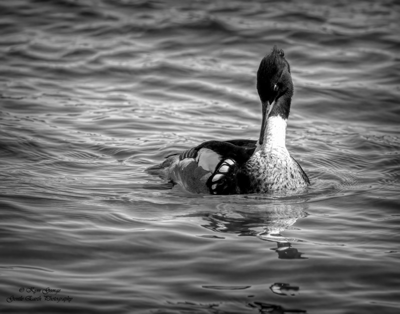 0H4A6577-Edit(1).jpg