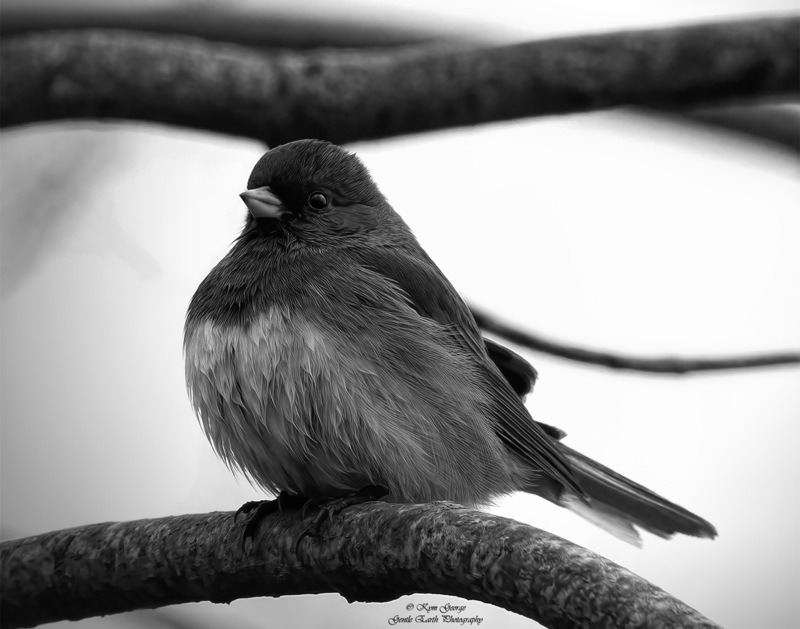 0H4A6813-Edit.jpg