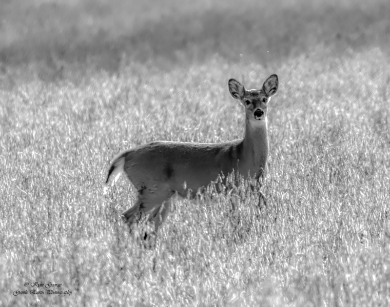 0H4A7051-Edit(1).jpg
