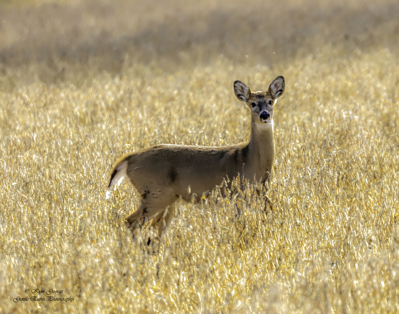 0H4A7051-Edit.jpg