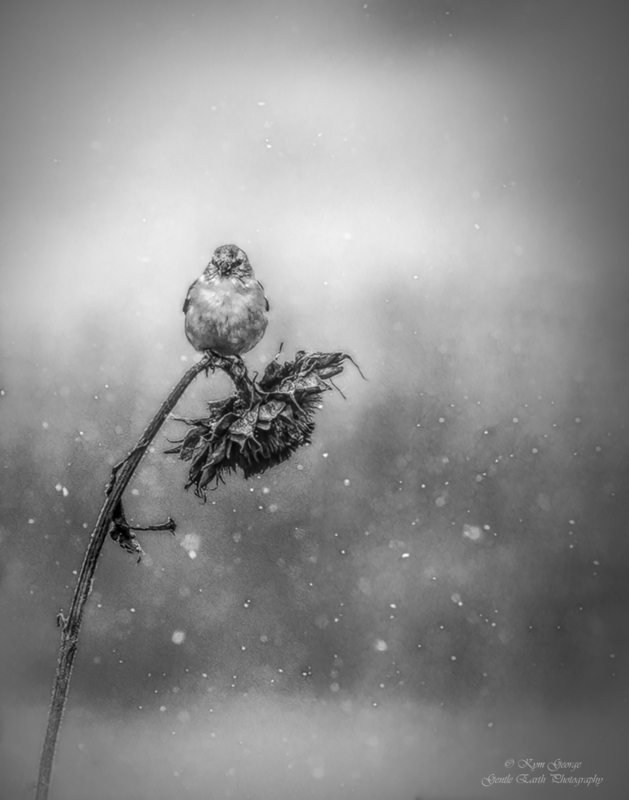0H4A7258-Edit(1).jpg