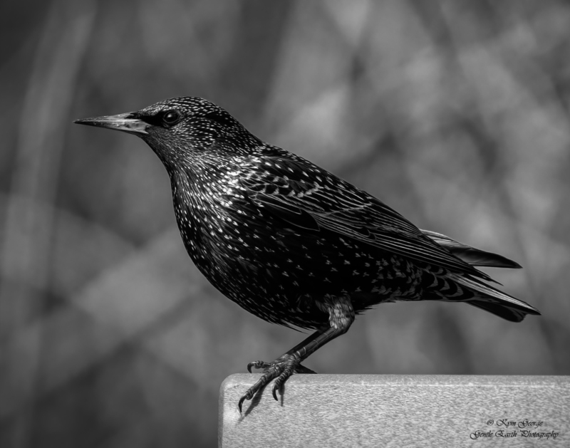 0H4A7602-Edit.jpg