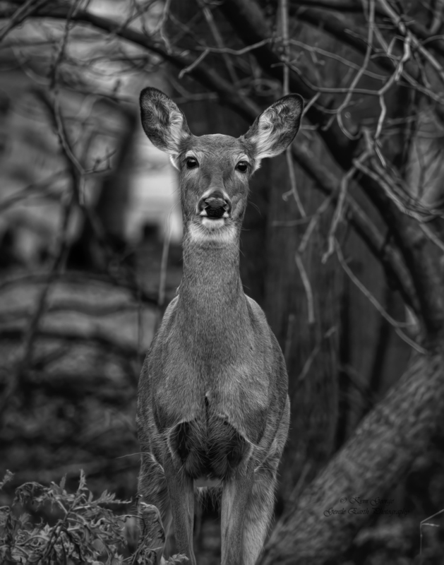 0H4A8158-Edit(1).jpg