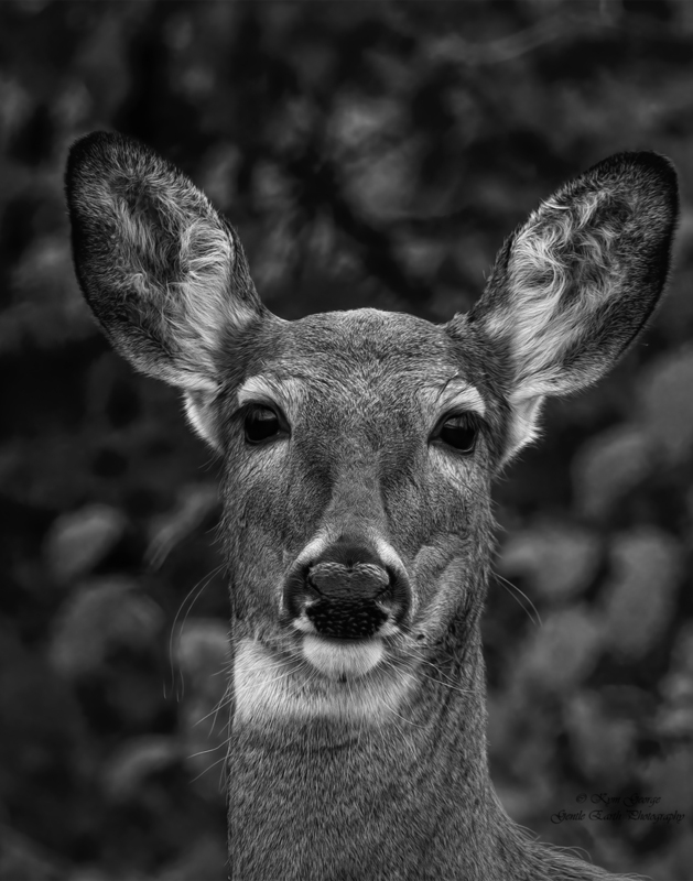 0H4A8211-Edit(3).jpg