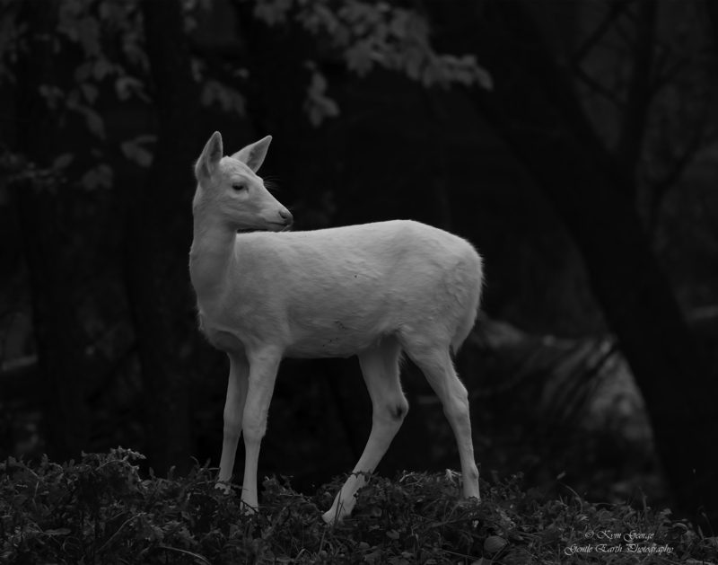 0H4A8241-Edit(1).jpg