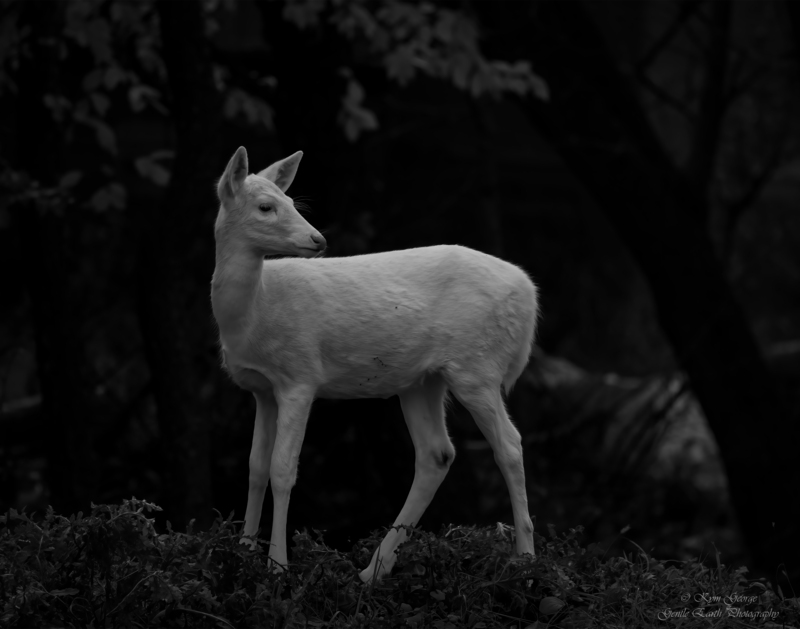 0H4A8241-Edit1(1).jpg