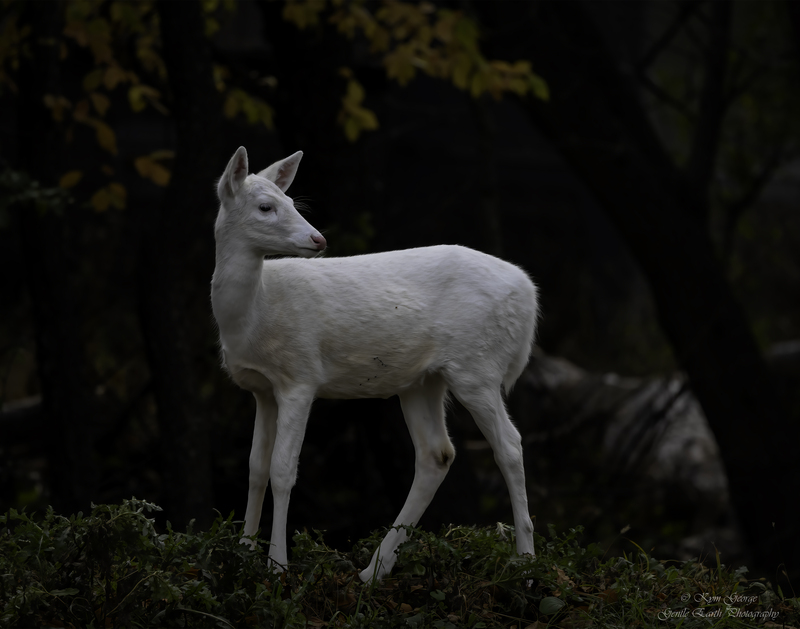 0H4A8241-Edit1.jpg