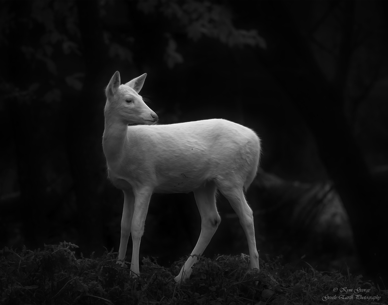 0H4A8241-Edit2(1).jpg
