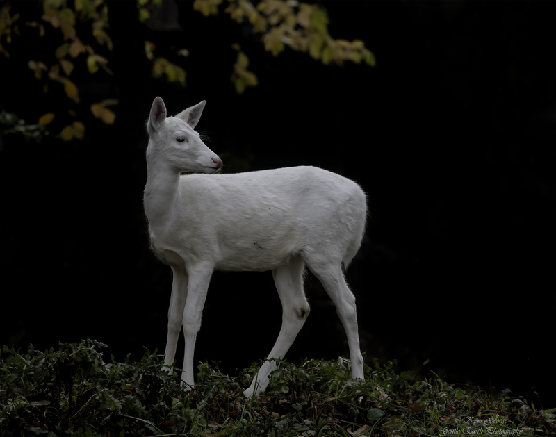 0H4A8243-Edit2.jpg